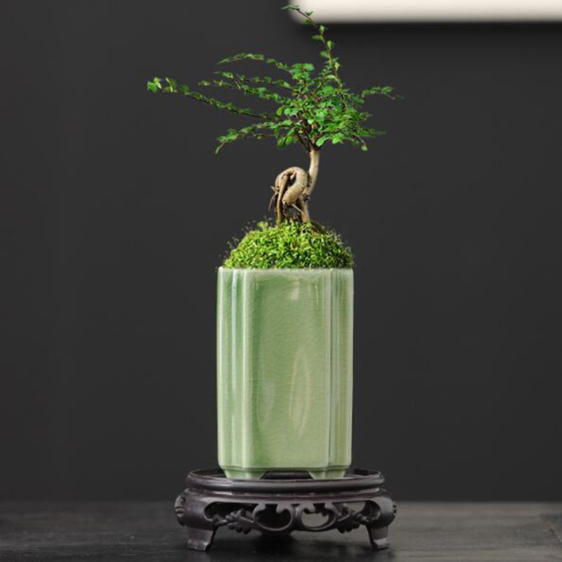 Porcelain Square Celadon Glaze – обзор и цена Bonsai Garden Europe