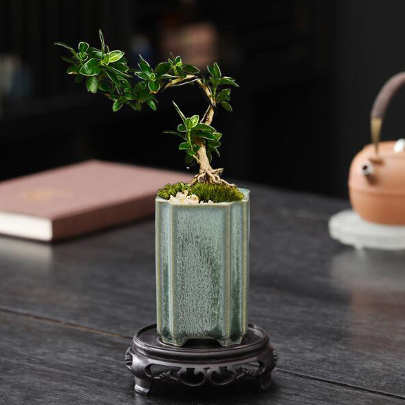 Porcelain Square Celadon Glaze – обзор и цена Bonsai Garden Europe